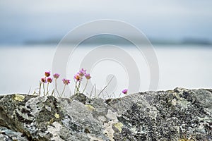 Wild coastal flowers growing on rocks on the shores