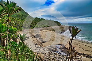 Wild coastal scenery with nikau palms, South Island, New Zealand