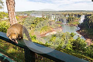 Wild coati nasua posing on Brazilian side of Iguazu falls national park. Argentinian side of Iguazu falls in the background.