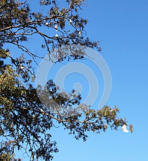 Wild cockatoo birds in a gum tree with some hanging upside down like bats