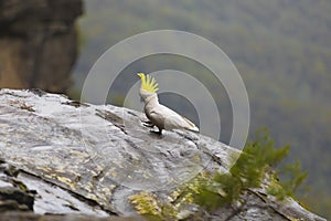 Wild cockatoo in the Blue Mountains, Sydney Australia