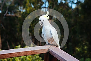 Wild Cockatoo Eating in Australia