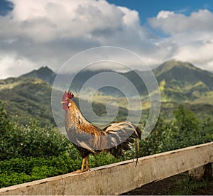 Wild cockerel at Princeville overlook Kauai