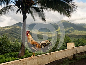 Wild cockerel at Princeville overlook Kauai photo