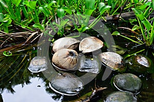 Wild coconuts floating in water in the tropical forest in Hawaii Big Island