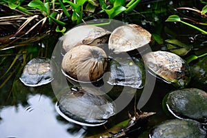 Wild coconuts floating in water in the tropical forest in Hawaii Big Island