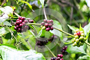 Wild Coffee In Mountains Of Sumatra.