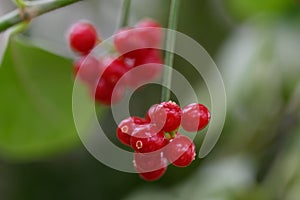 Wild coffee plant Psychotria maingayi red berries in close-up photo