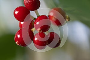 Wild coffee Psychotria maingayi red berries in close-up photo