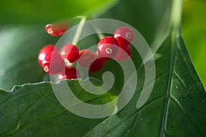 Wild coffee Psychotria maingayi red berries between leaves photo