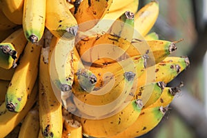 Wild colombian bananas photo