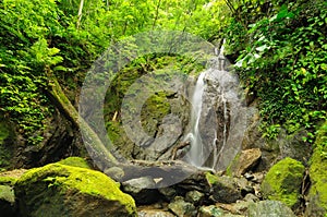 Wild Colombian Darien jungle photo
