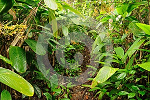 Wild Colombian Darien jungle photo