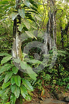 Wild Colombian Darien jungle
