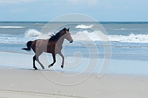 Wild Colonial Spanish Mustangs on the northern Currituck Outer B