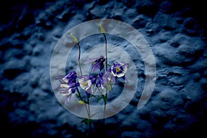 Wild Colorado Blue Columbine in front of a wall
