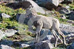 Wild Colorado Rocky Mountain Bighorn Sheep