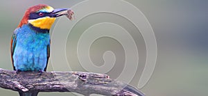 Wild colored bird with an insect in a beak panorama