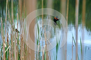 Wild Colorful Bird Flying over Lake and Cattails Wildlife Outdoor Nature in North America Canada