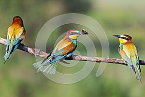 Wild colorful birds threesome sitting on a branch