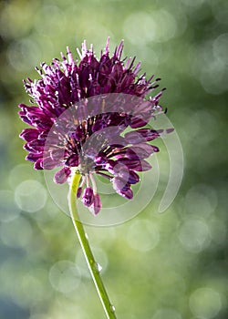 Wild alpine flowers photo