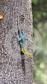 Wild colorful lizard on a tree in a nature reserve in Chile photo