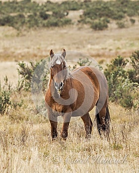 Wild Colt - Brumby of Australia