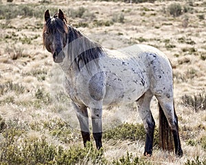 Wild Colt - Brumby of Australia