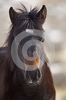 Wild colt foal in Western desert