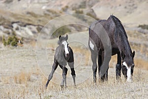 Wild colt staying close to mother for protection