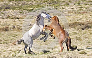 Wild Colts (Brumbies) Fighting