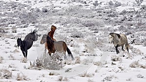 Wild Colts (Horse) in the snow at Wintertime in Australia