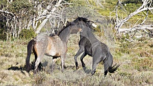 Wild Colts Play Fighting - Brumby of Australia photo