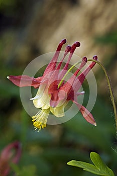 Wild Columbine (Aquilegia canadensis) photo