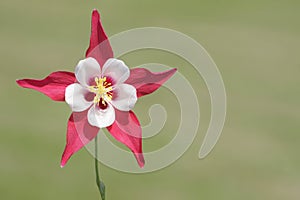 Wild Columbine Flower (aquilegia) photo