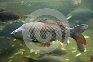 Wild common carp Cyprinus carpio