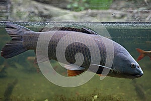 Wild common carp Cyprinus carpio