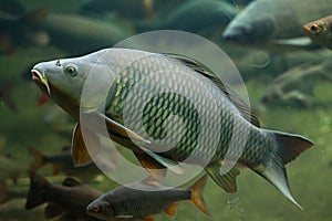 Wild common carp (Cyprinus carpio).