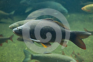 Wild common carp Cyprinus carpio