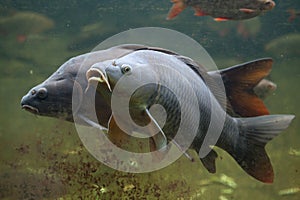 Wild common carp Cyprinus carpio