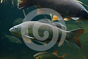Wild common carp (Cyprinus carpio).