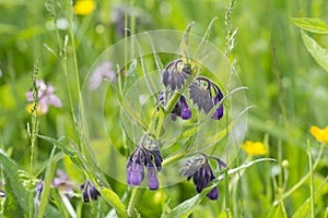 Wild common comfrey or true comfrey flower