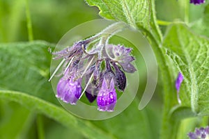 Wild common comfrey or true comfrey flower