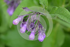 Wild common comfrey or true comfrey flower
