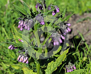 wild common comfrey or true comfrey (Symphytum officinale) flower during spring