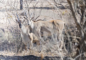 Wild Common Elands (Taurotragus oryx) in Afric