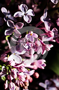 Wild Common Lilac flowers also known as Syringa vulgaris tree blossom blooming in spring.