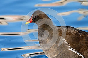 Wild common moorhen close-up portrait