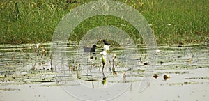 Wild common moorhen swimming in lake with blooming lotus blossoms