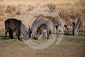 Wild common waterbucks and eland antelopes eating grass in their natural habitat